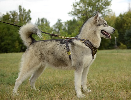 Pettorina in pelle naturale indossata da Alaskan Malamute