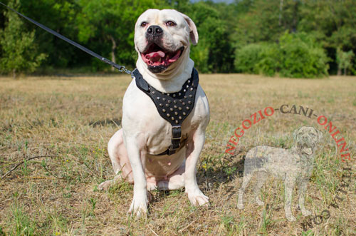 Pettorina in pelle
naturale indossata da Bulldog Americano