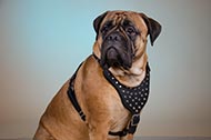 Pettorina in pelle con decorazioni "Jewel" per Bullmastiff