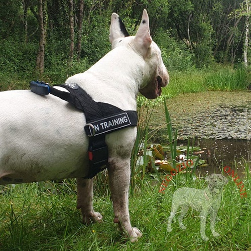 Resistente pettorina in nylon per Bull Terrier
