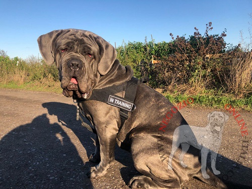 Resistente pettorina in nylon per Mastino Napolitano