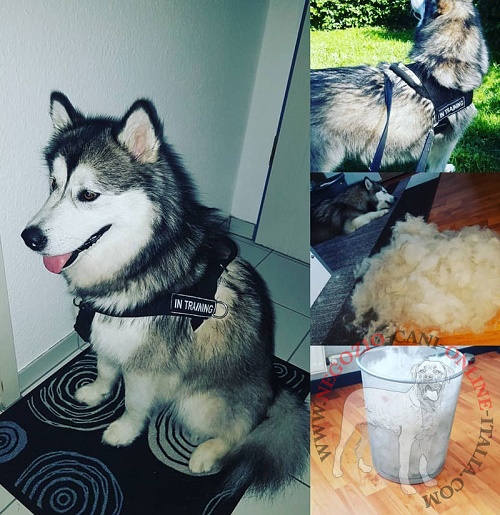 Pratica pettorina in nylon per Alaskan Malamute