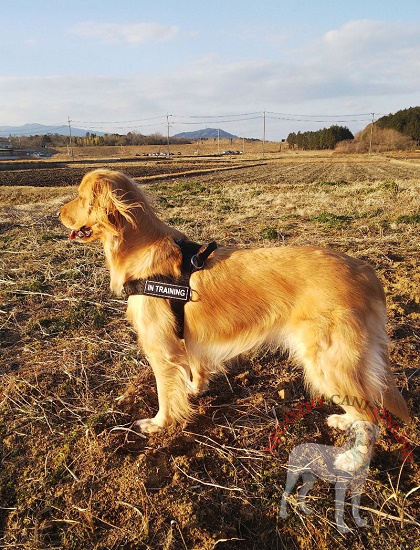 Pratica pettorina in nylon per Golden Retriever