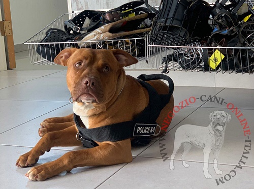 Acquista Pettorina per cani in nylon Gilet morbido per esterni senza  tiratura Pettorina per animali domestici per cani di taglia media Bulldog  francese