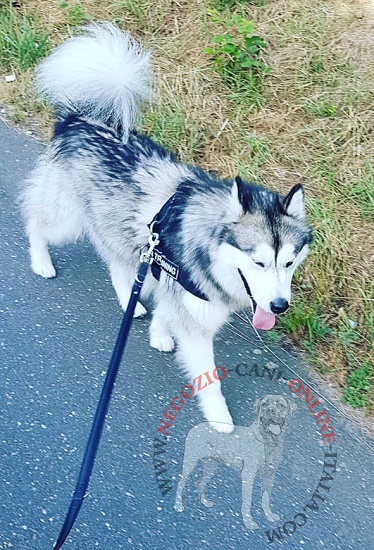 Pratica pettorina in nylon per Alaskan Malamute