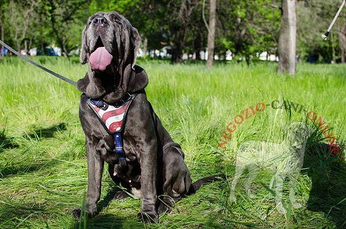 Splendida pettorina in cuoio disegnata
a mano per Mastino Napoletano