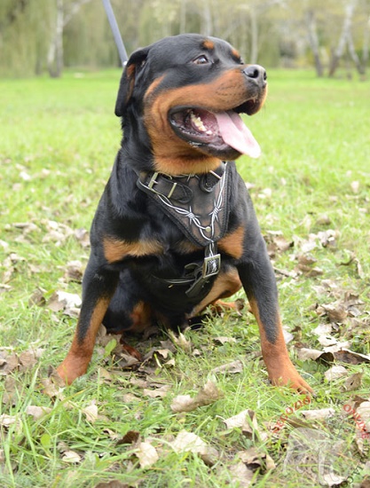 Pettorina 
dipinta a mano per Rottweiler