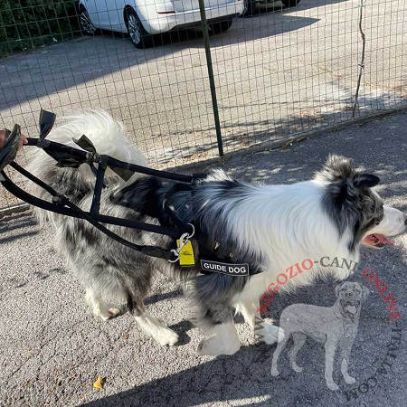 Cane guida con pettorina da cane guida indosso