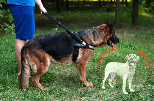 Pastore Tedesco con la pettorina da cane guida indosso