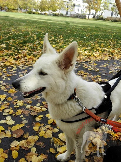 Comoda
pettorina in nylon per cane guida