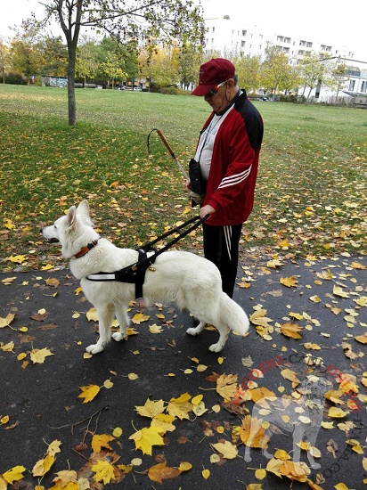 Comoda
pettorina in nylon con fodera gialla per cane guida