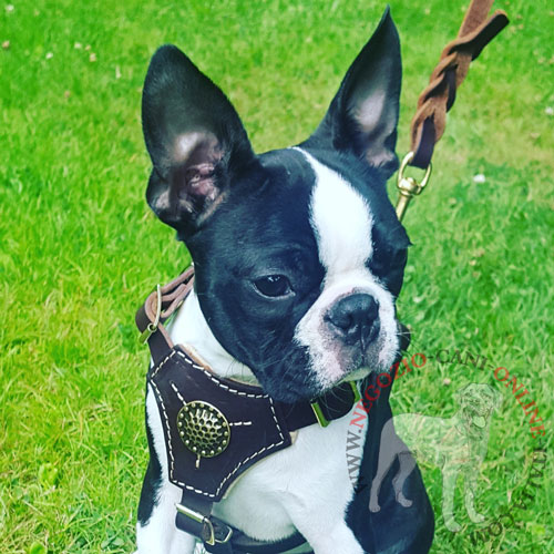 Pettorina di colore nero indossata da Boston Terrier