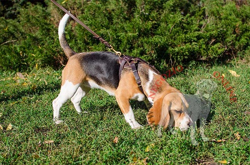 Cane di razza Beagle con pettorina marrone