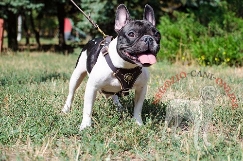 Pettorina in pelle naturale con decorazioni
indossata da Bulldog Francese