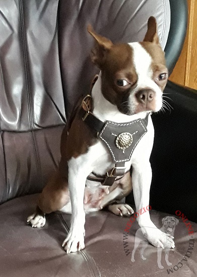 Pettorina con decorazioni indossata da Boston Terrier