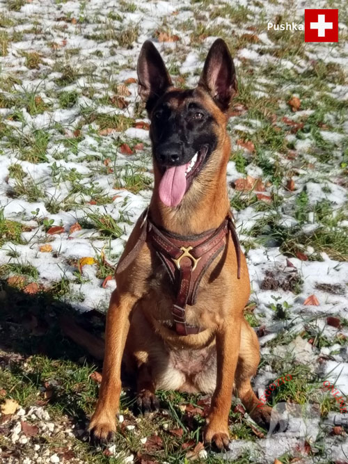 Pettorina in pelle naturale per
Malinois