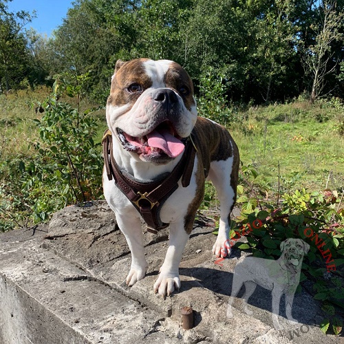 Pettorina in pelle naturale per
Bulldog Inglese