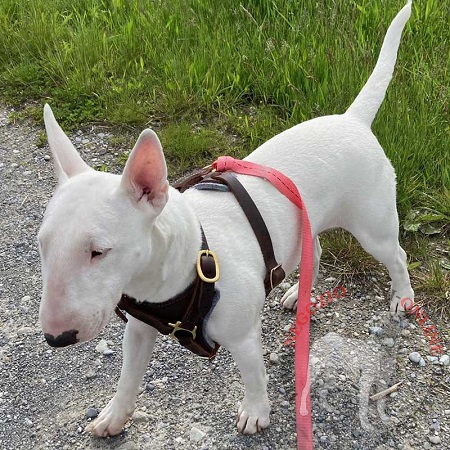 Pettorina in pelle nera per
Bullterrier