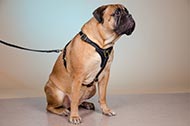 Pettorina in pelle "Let's go & Walk Slowly" per Bullmastiff