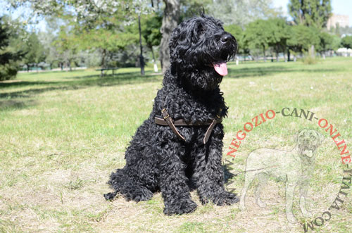 Comoda pettorina da traino
per Terrier Nero Russo