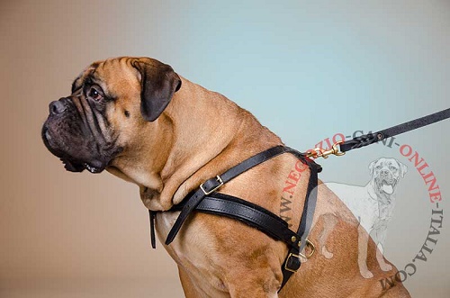 Leggera e resistente pettorina per Bullmastiff