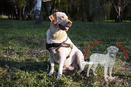 Pettorina in cuoio per Labrador Retriever