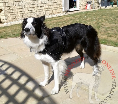 Leggera
pettorina per Border Collie