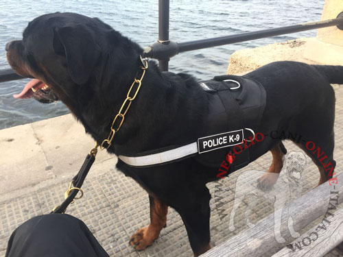 Pettorina in nylon indossata dal Rottweiler