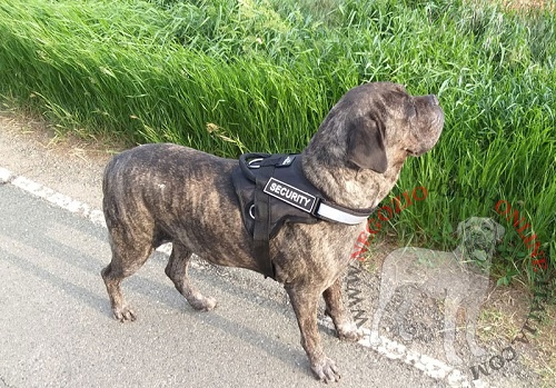 Comoda pettorina con maniglia per Cane Corso