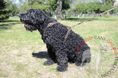 Resistente pettorina per Terrier Nero Russo