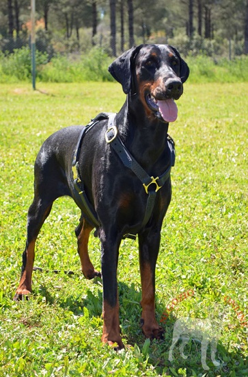 Perfetta pettorina in pelle naturale per
Dobermann