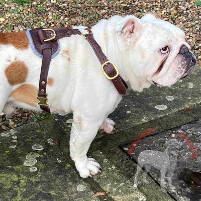 Perfetta pettorina in pelle naturale per
Bulldog Inglese