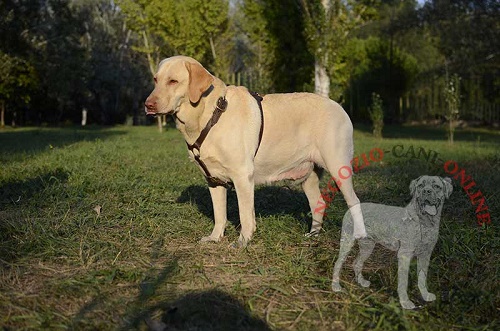 Pettorina in pelle naturale per Labrador Retriever