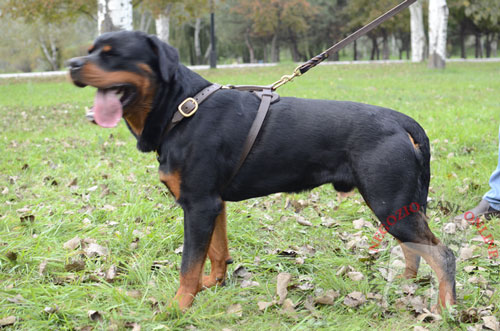 Pratica pettorina in pelle
indossata da Rottweiler