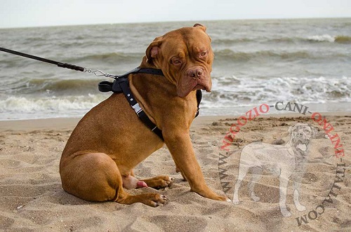 Pettorina universale per Dogue de Bordeaux