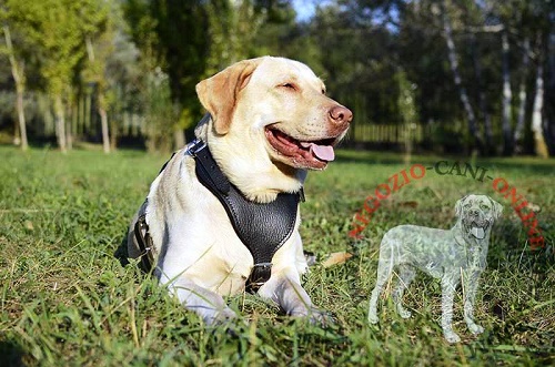 Pettorina universale indossata da Labrador Retriever