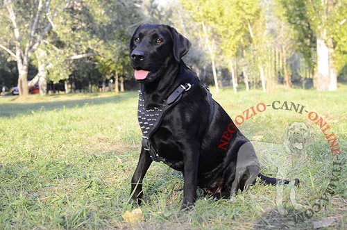 Comoda ed elegante pettorina Labrador Retriever