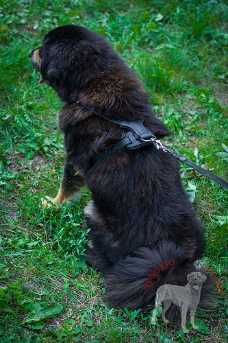 Comoda pettorina in pelle naturale indossata da Mastiff