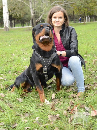 Bellissima pettorina per Rottweiler