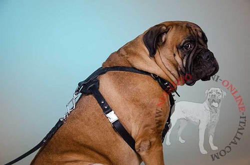 Comoda pettorina in pelle naturale indossata da Bullmastiff