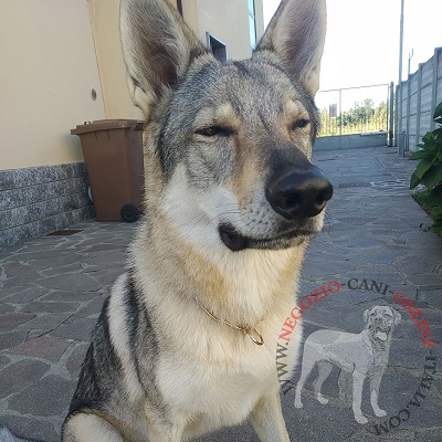 Collare a catena in curogan
per cani con pelo lungo