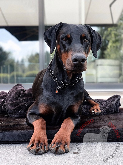 Collare in acciaio inox per Dobermann