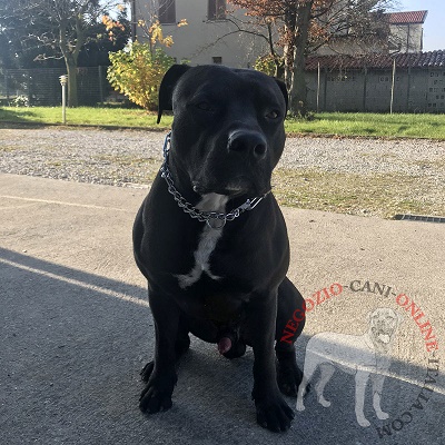 Collare a punte in acciaio cromato indossato dal
cane