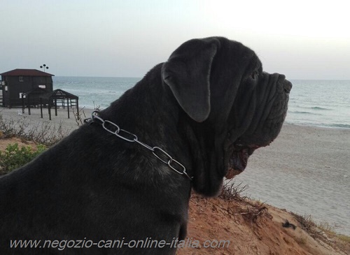 Comodo collare per
passeggiate con cane forte