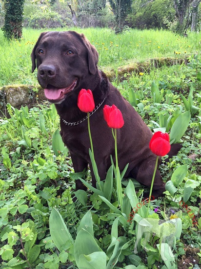 Collare a catena in acciaio inox per labrador