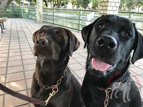 Collare a catena in curogan Salva Pelo per Labrador