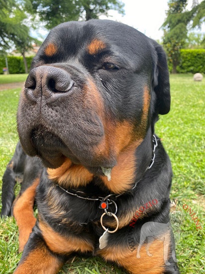 Collare a strozzo in acciaio inox per Rottweiler