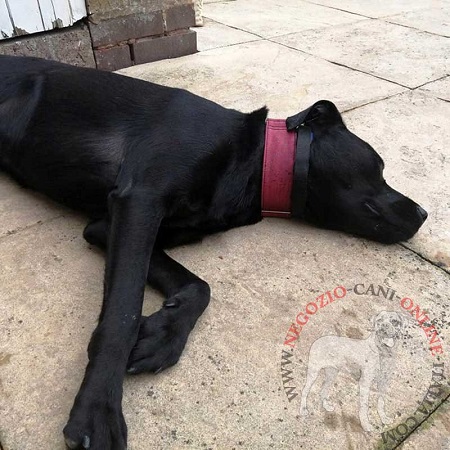 Collare a punte per
addestramento del Labrador