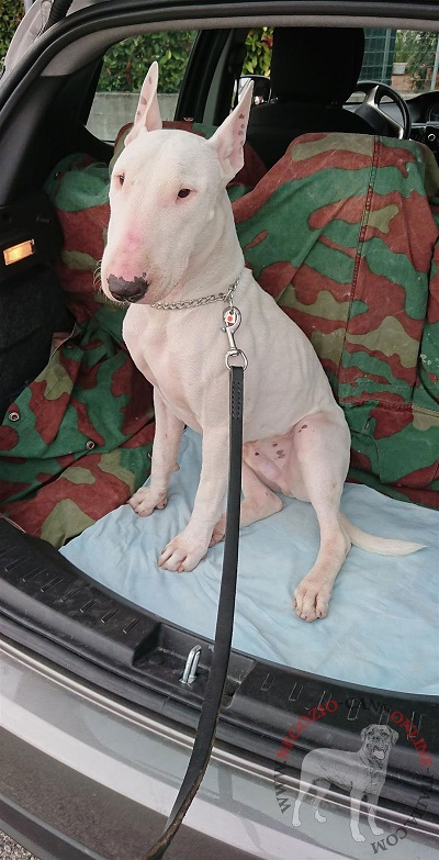 Guinzaglio in cuoio per Bull Terrier