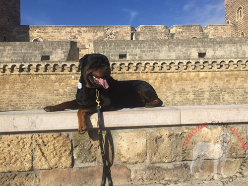 Guinzaglio in pelle naturale per
Rottweiler